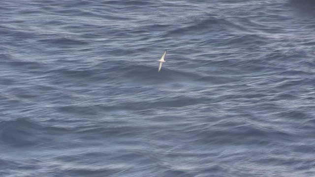 buřňák kapradinový - ML647065354