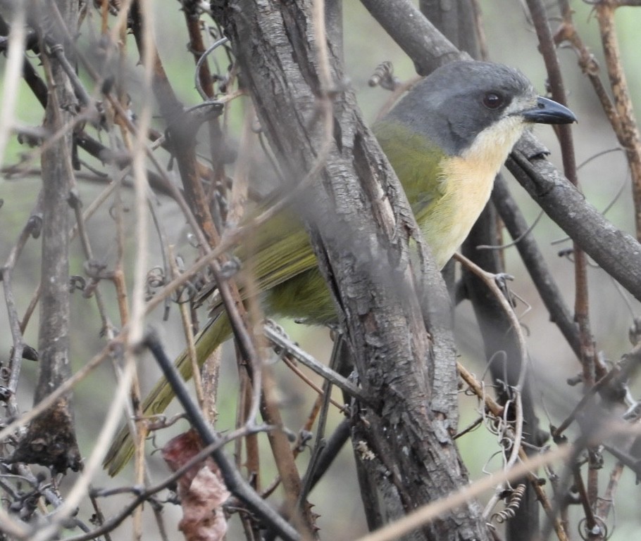 Olive Bushshrike - ML647065377