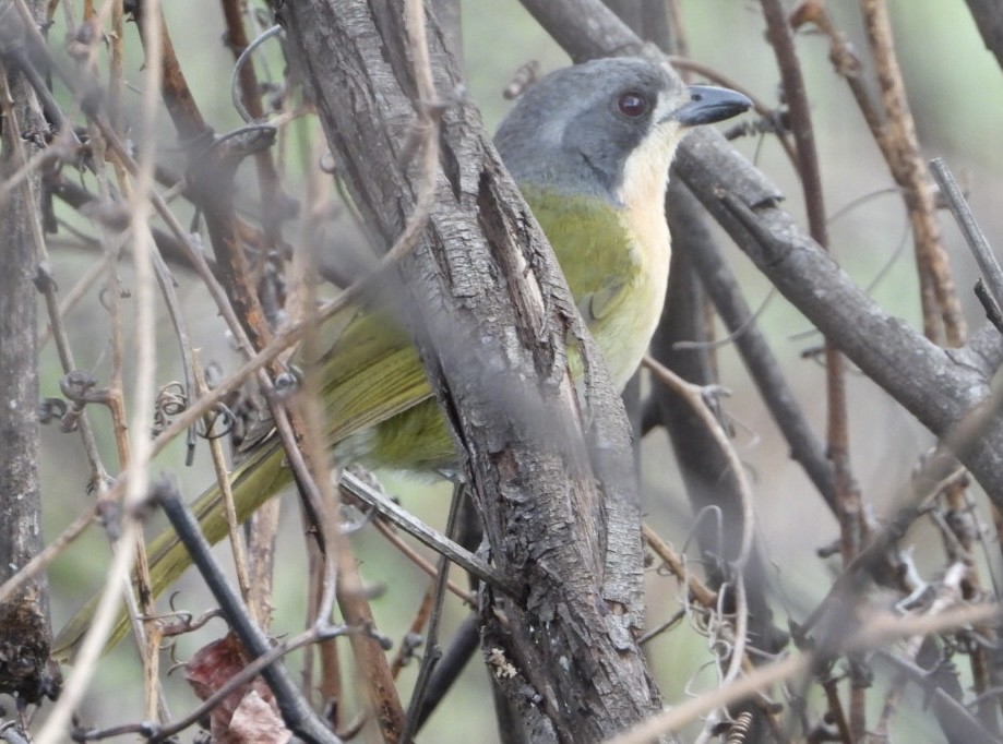 Olive Bushshrike - ML647065378