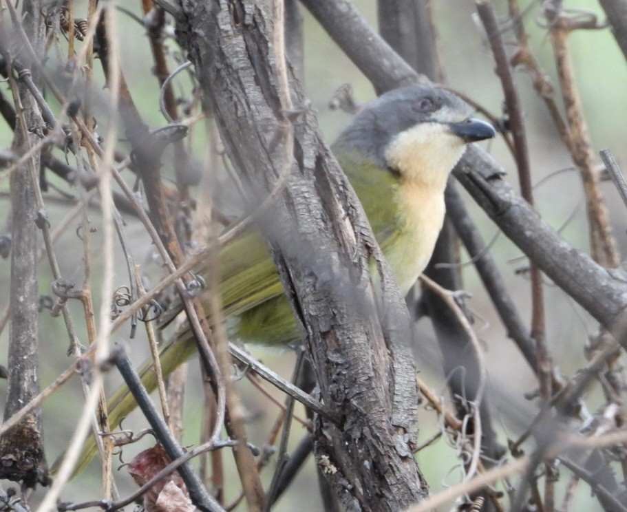 Olive Bushshrike - ML647065379