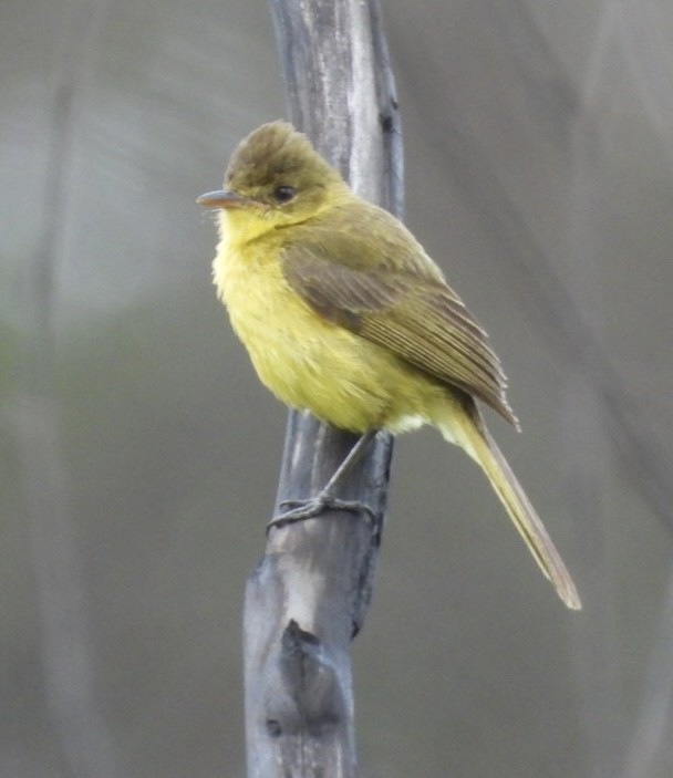 African Yellow-Warbler - ML647065381
