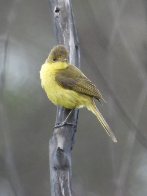 African Yellow-Warbler - ML647065382