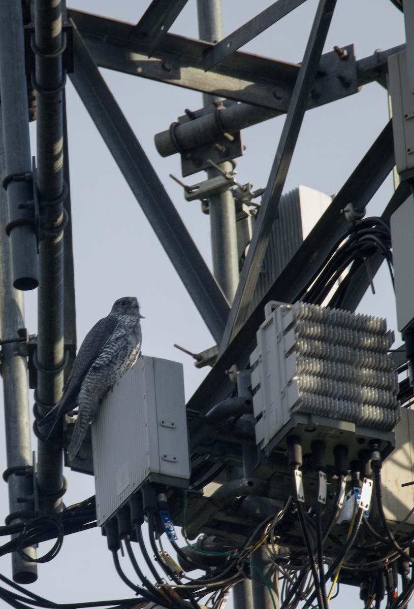 Gyrfalcon - ML647065384