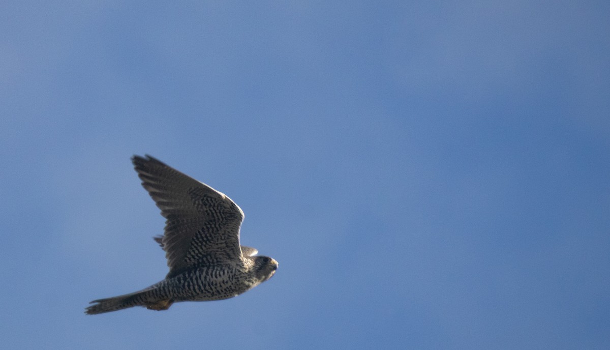 Gyrfalcon - ML647065385