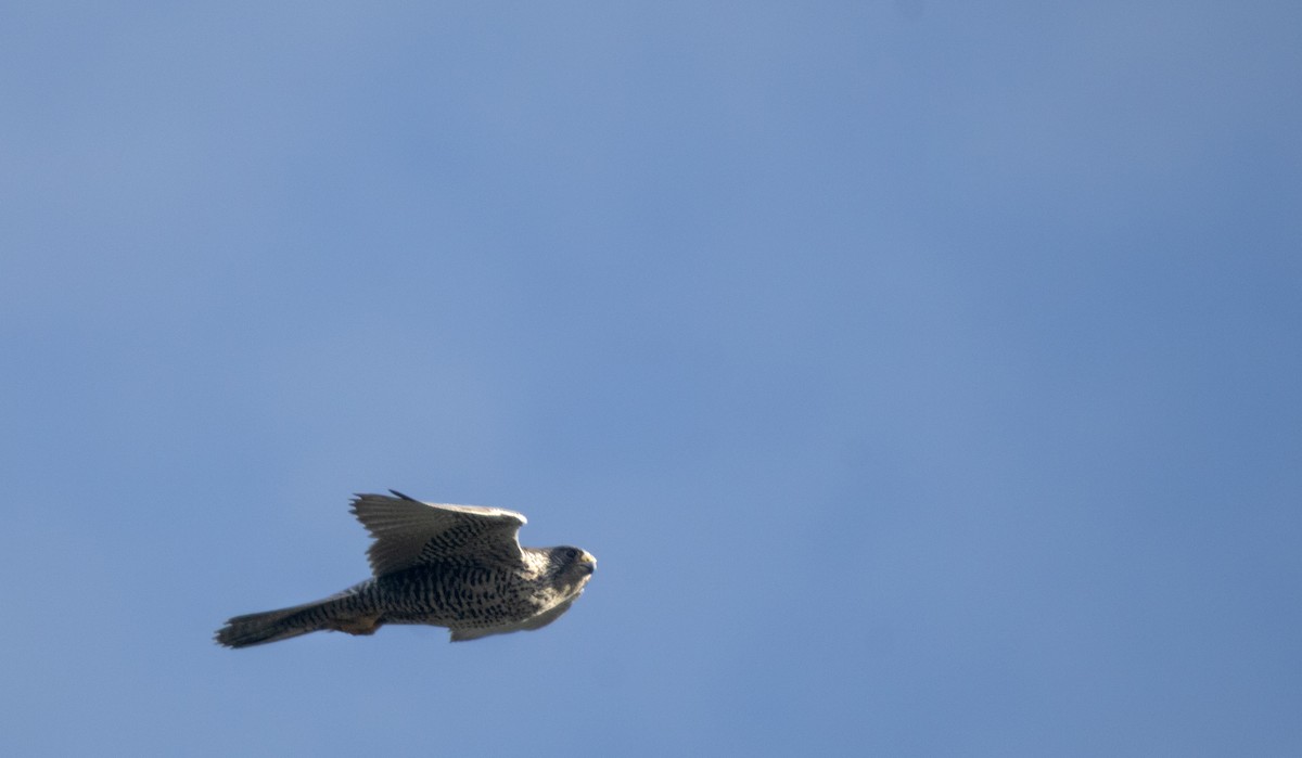 Gyrfalcon - ML647065386