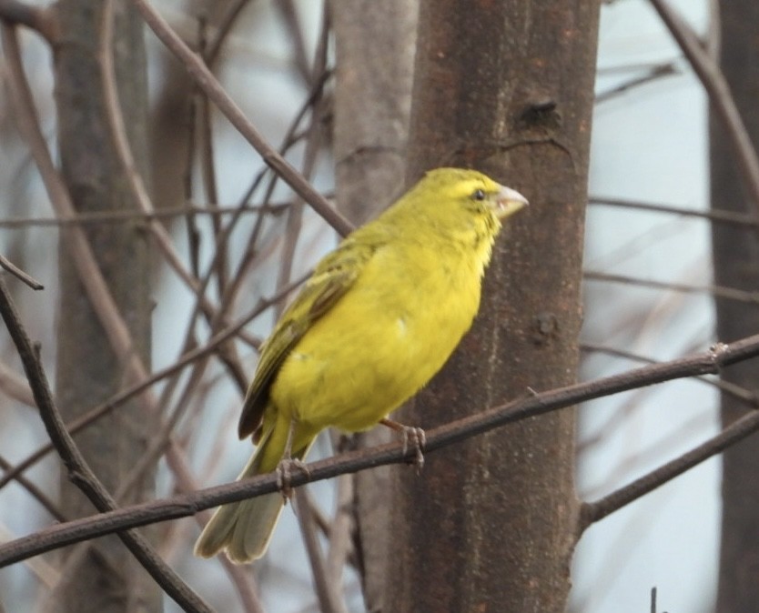 Brimstone Canary - ML647065388