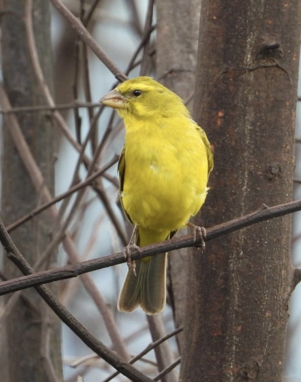Brimstone Canary - ML647065389