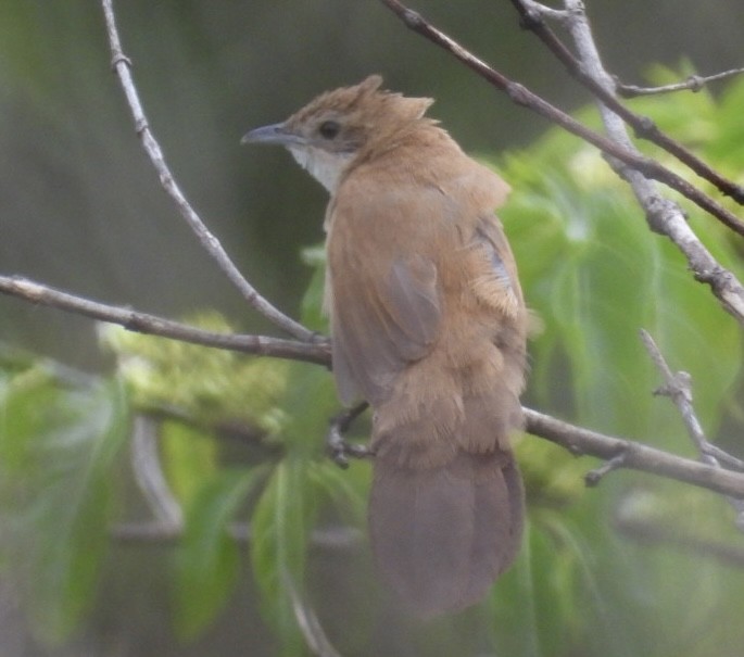 Fan-tailed Grassbird - ML647065392