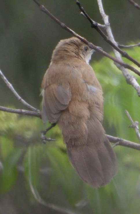 Fan-tailed Grassbird - ML647065393