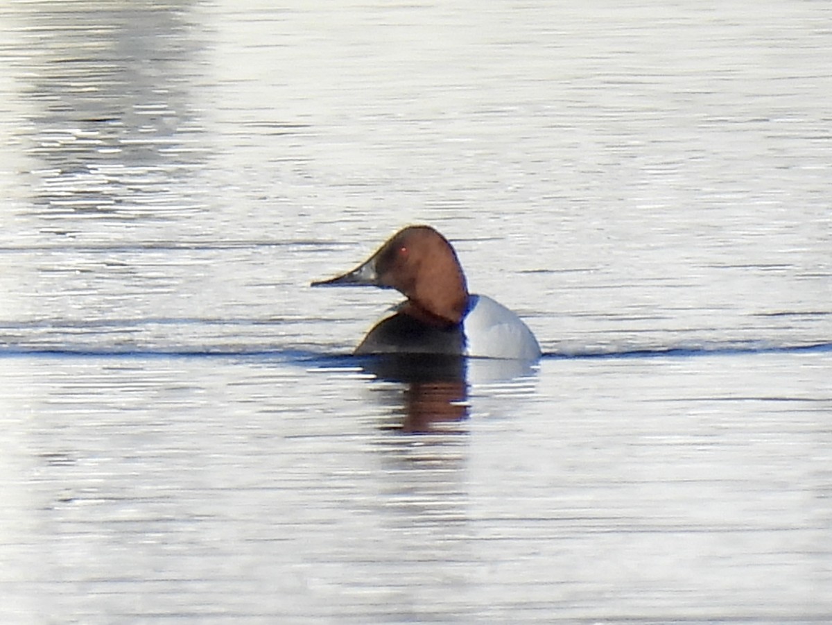 Canvasback - ML647065397
