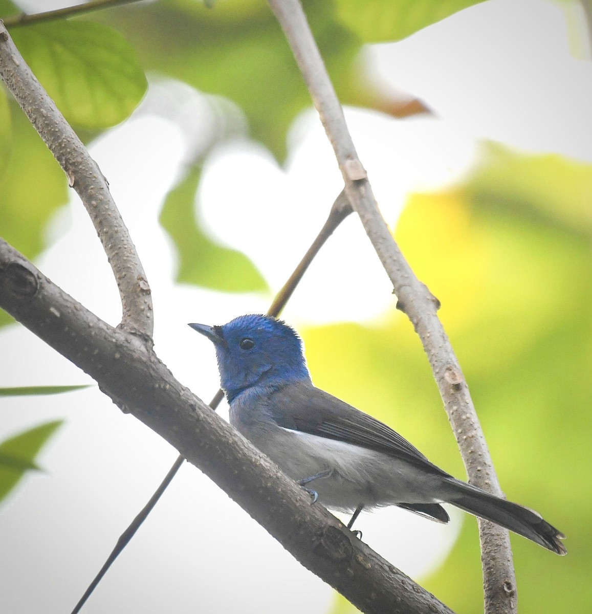 Black-naped Monarch - ML647065399