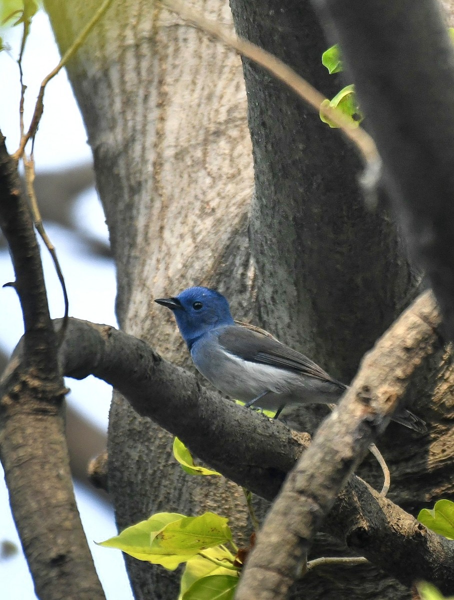 Black-naped Monarch - ML647065400
