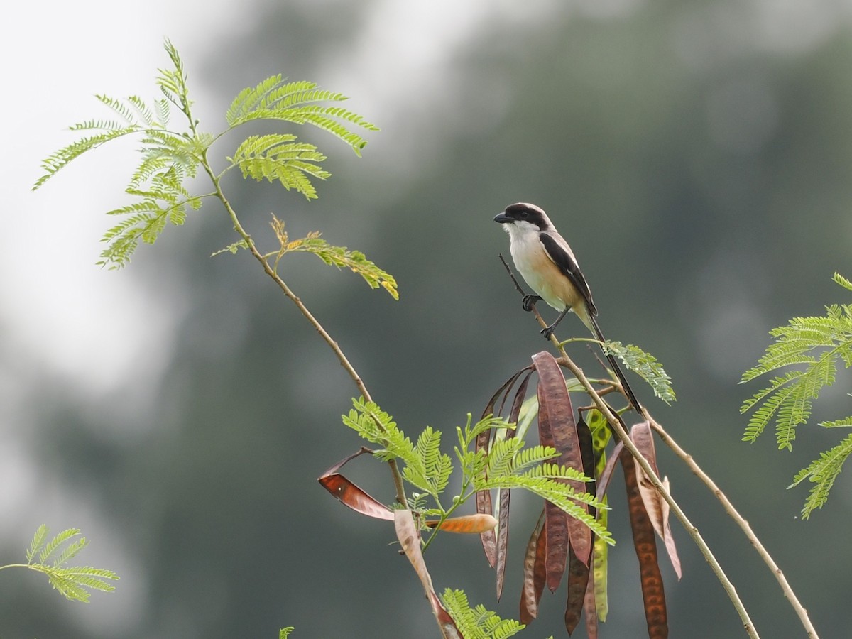 Antzandobi isats-luzea - ML647065401