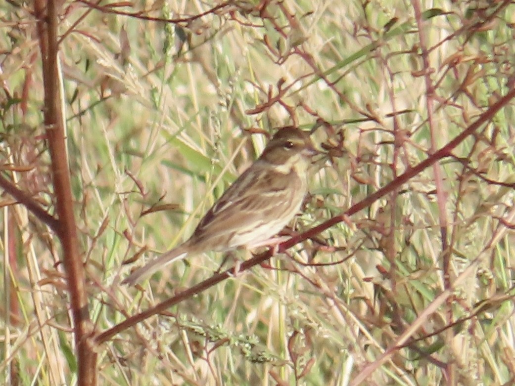 Black-faced Bunting - ML647065424