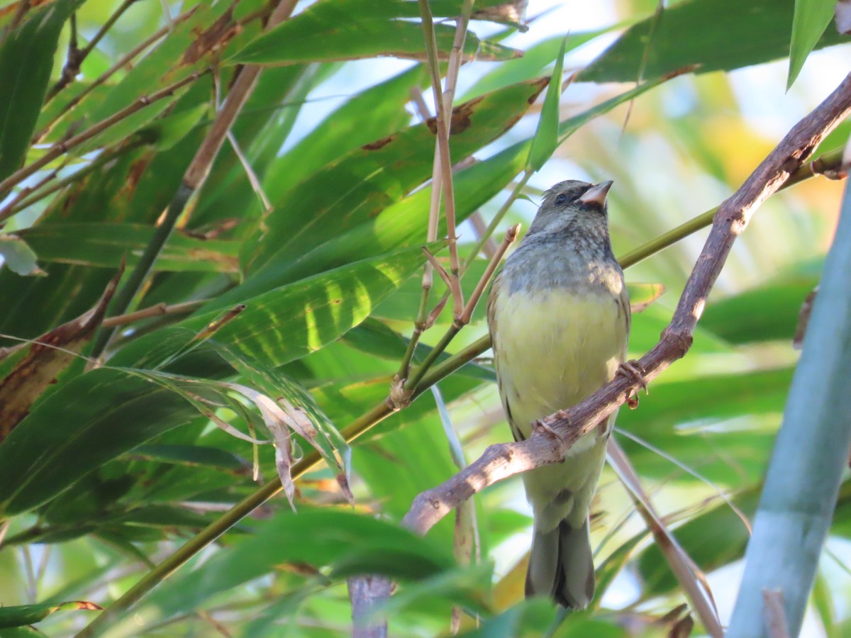 Black-faced Bunting - ML647065435