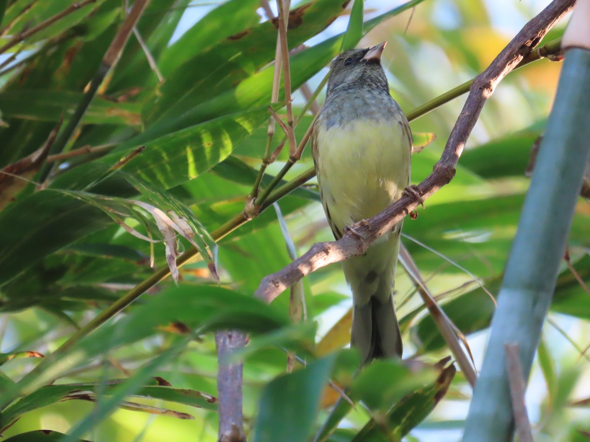 Black-faced Bunting - ML647065436