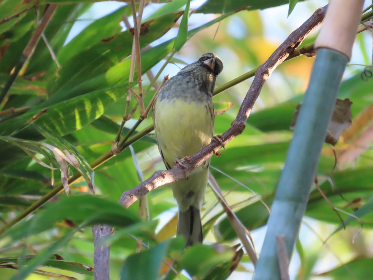Black-faced Bunting - ML647065437