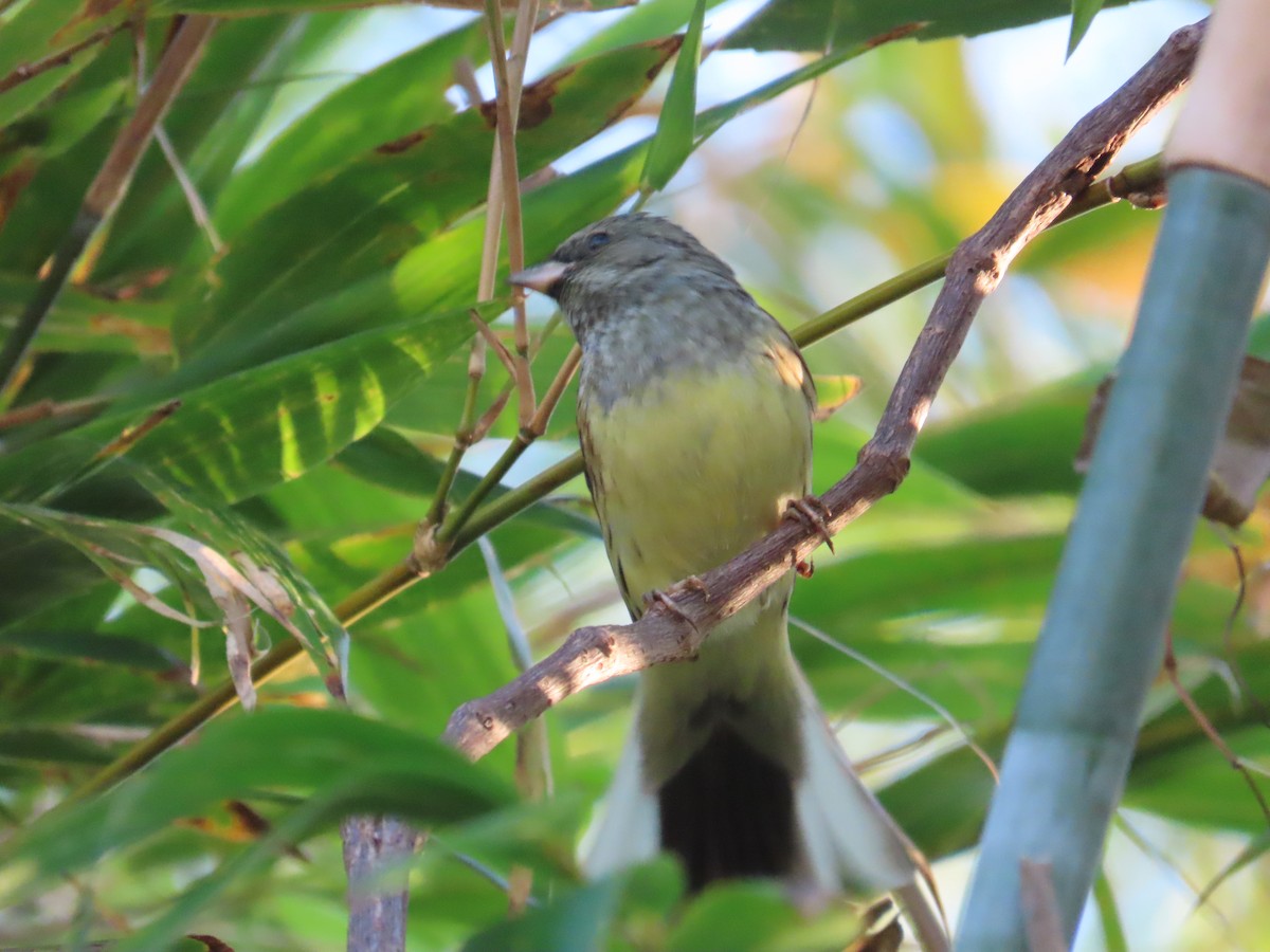 Black-faced Bunting - ML647065438