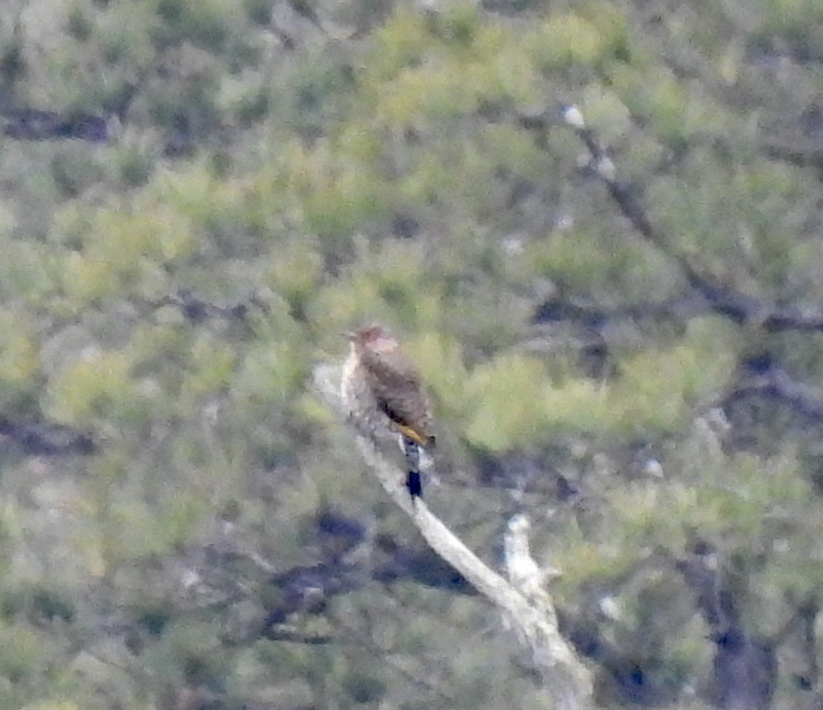 Northern Flicker (Yellow-shafted) - ML647065446