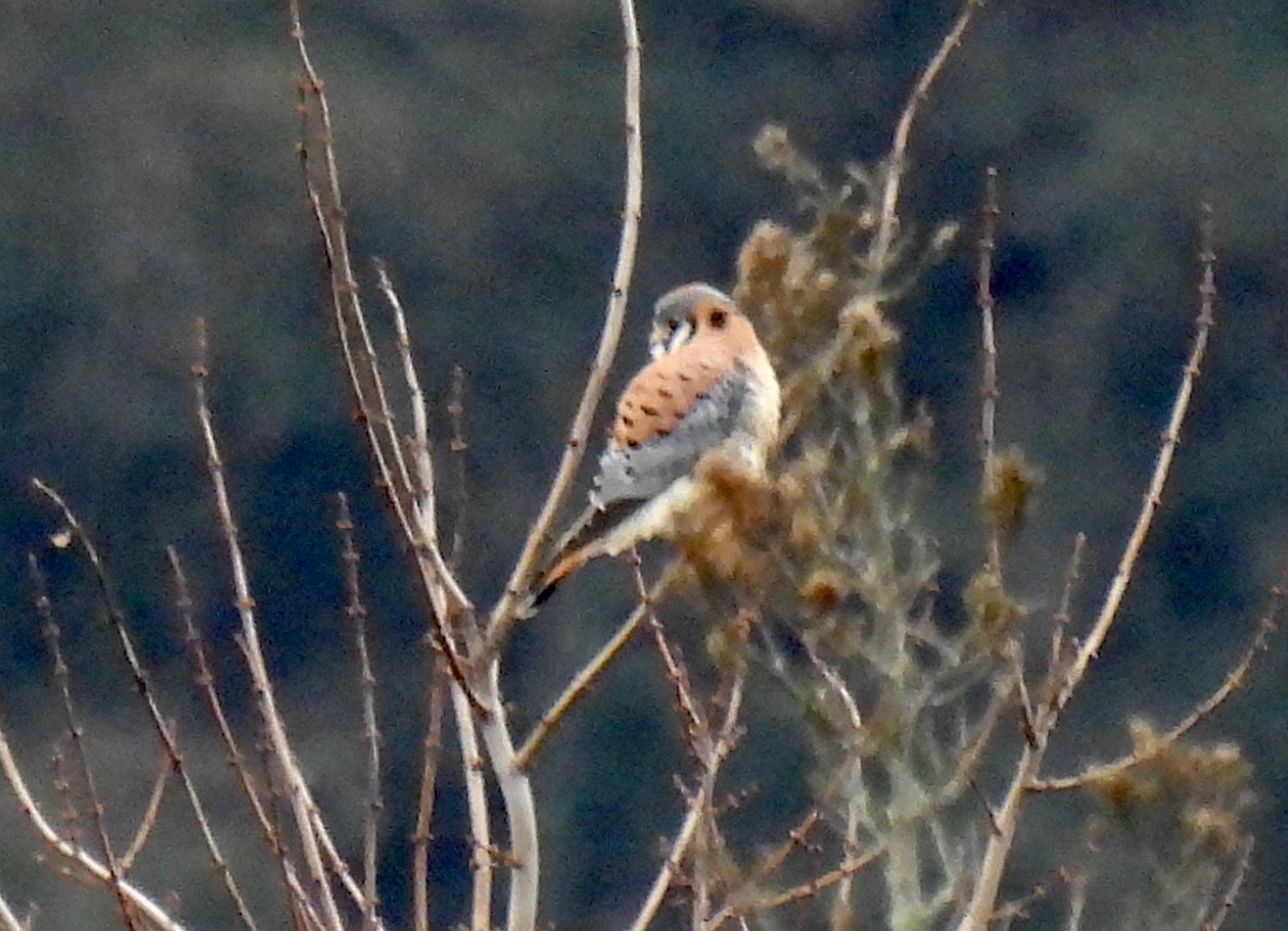 American Kestrel - ML647065449