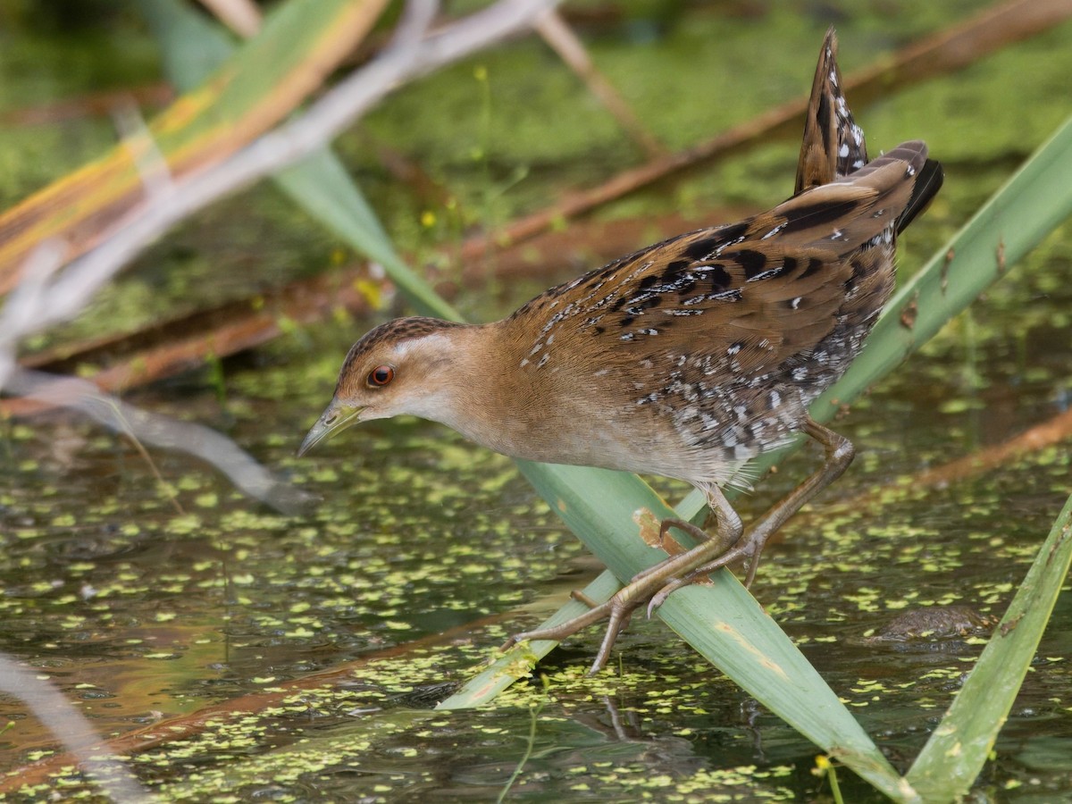Baillon's Crake - ML647065451