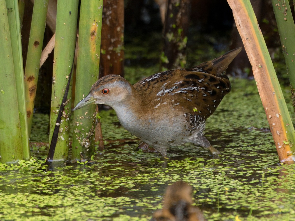 Baillon's Crake - ML647065452