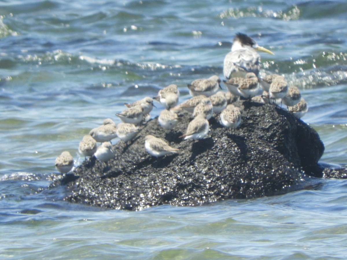 Red-necked Stint - ML647065454