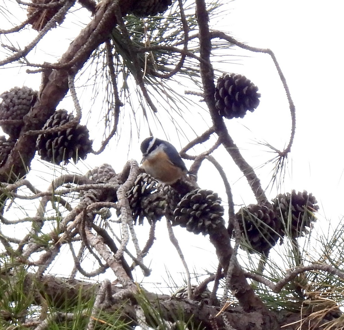 Red-breasted Nuthatch - ML647065455