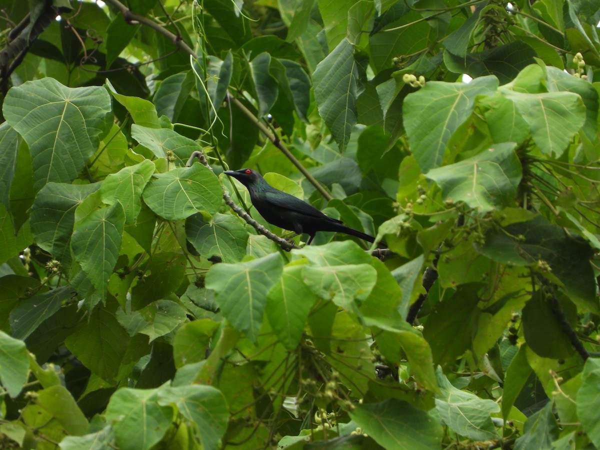 Metallic Starling - ML647065457