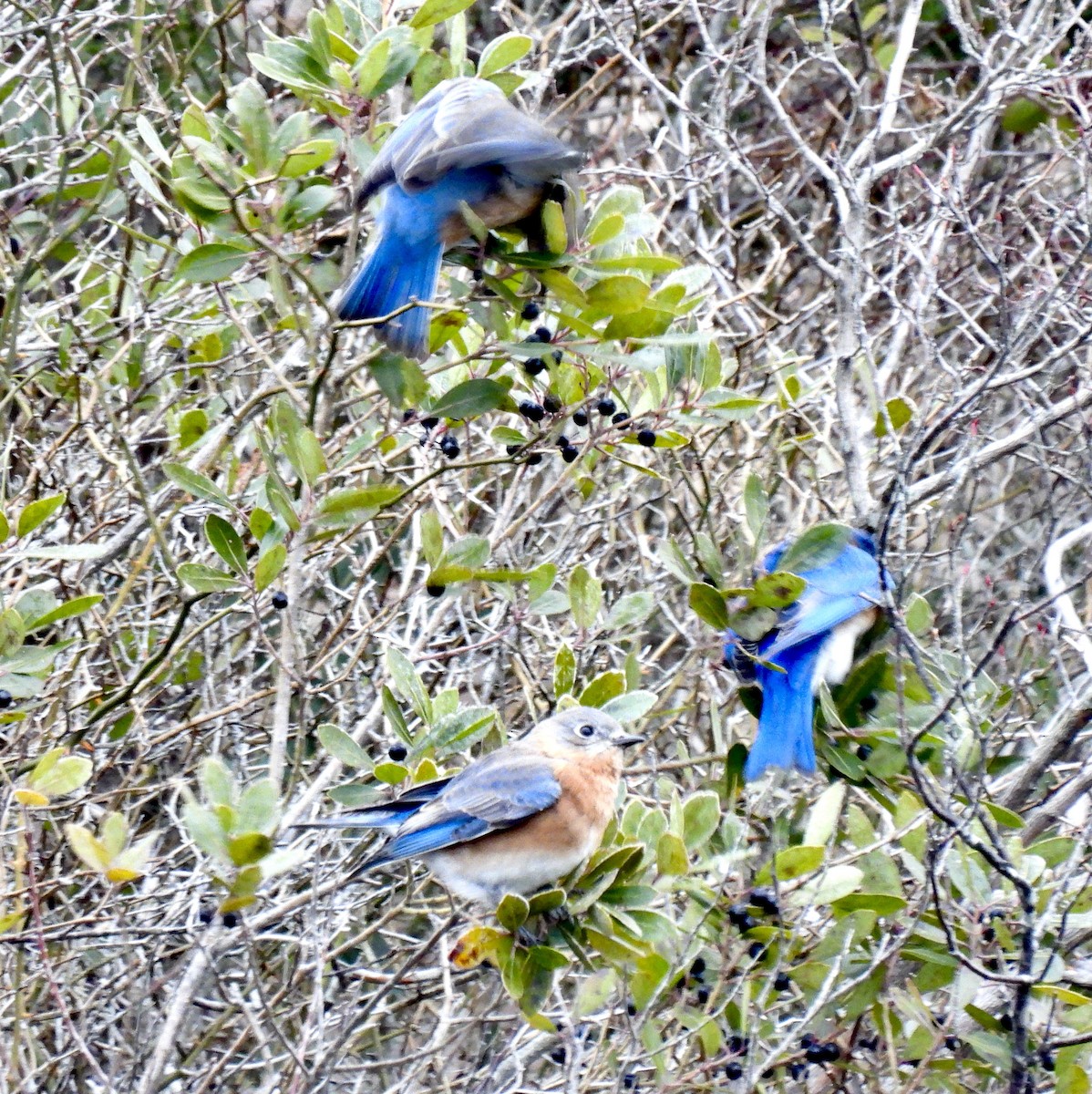 Eastern Bluebird - ML647065458