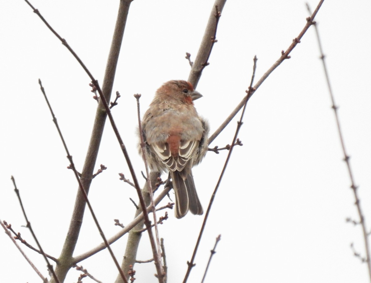 House Finch - ML647065459