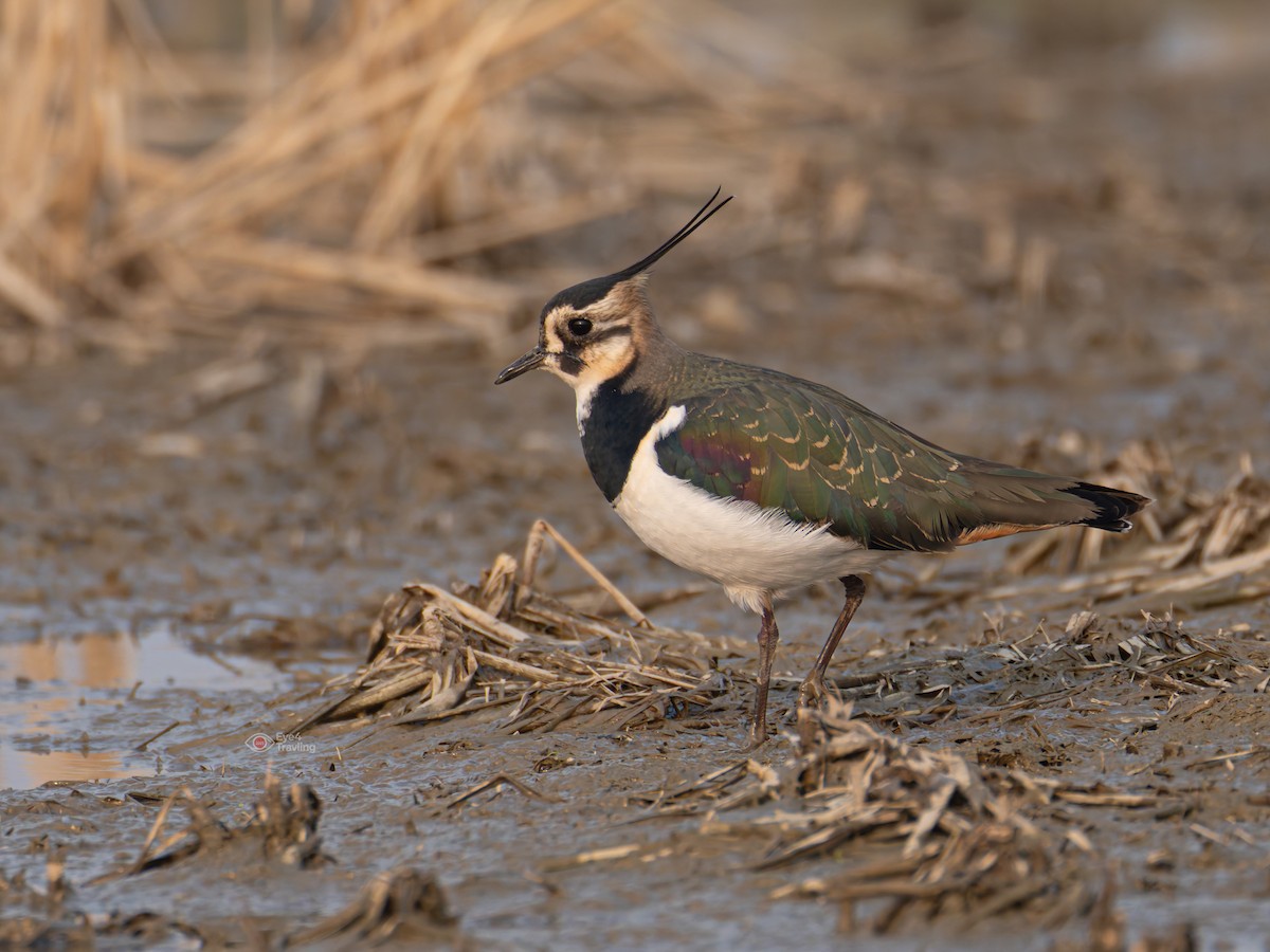 Northern Lapwing - ML647065460