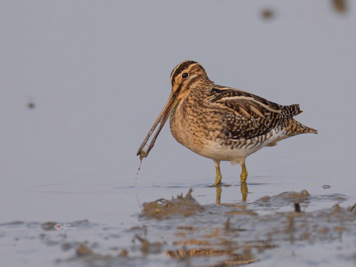 Common Snipe - ML647065464