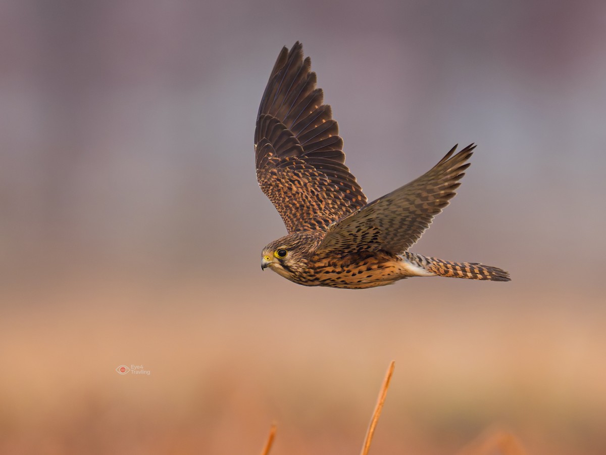 Eurasian Kestrel - ML647065465
