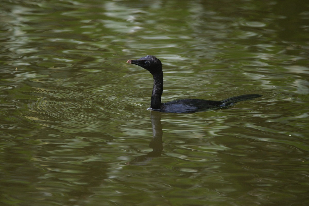 Little Cormorant - ML647065466