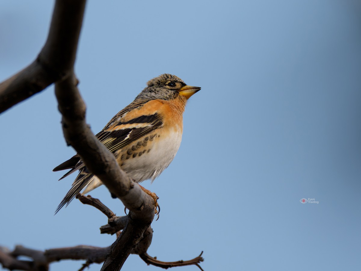 Brambling - ML647065467