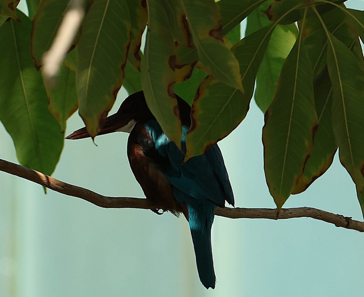 White-throated Kingfisher - ML647065468