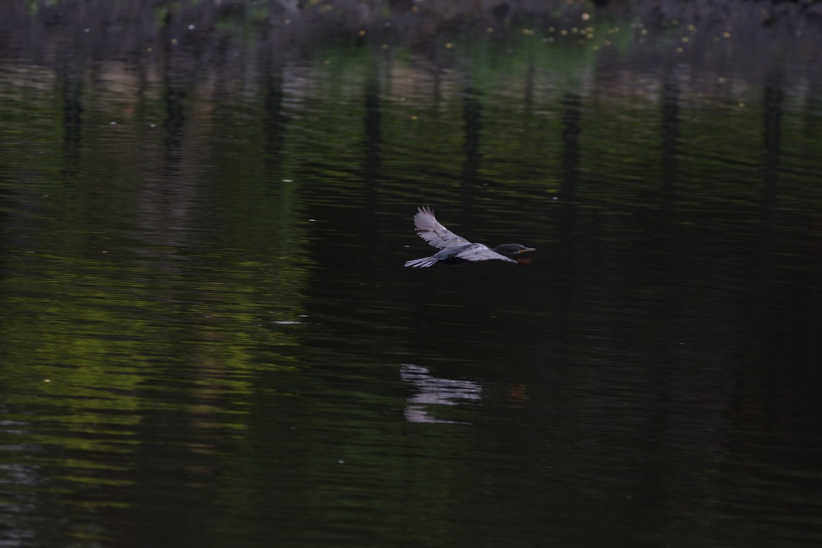 Little Cormorant - ML647065469
