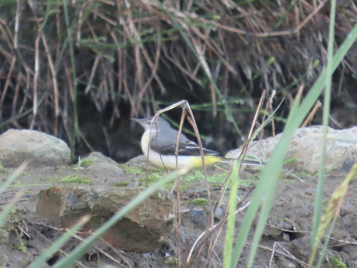 Gray Wagtail - ML647065470