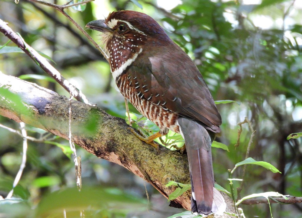 Short-legged Ground-Roller - ML647065471