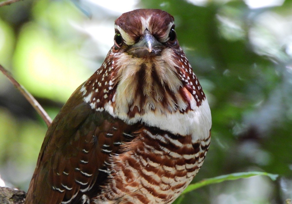 Short-legged Ground-Roller - ML647065472