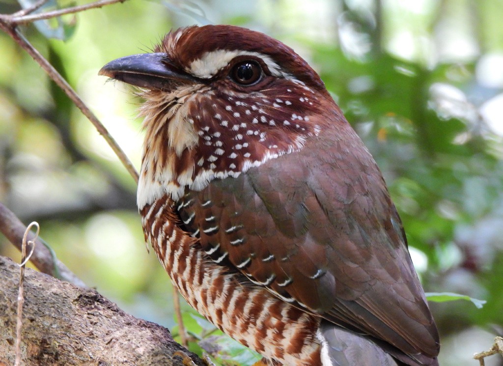 Short-legged Ground-Roller - ML647065473