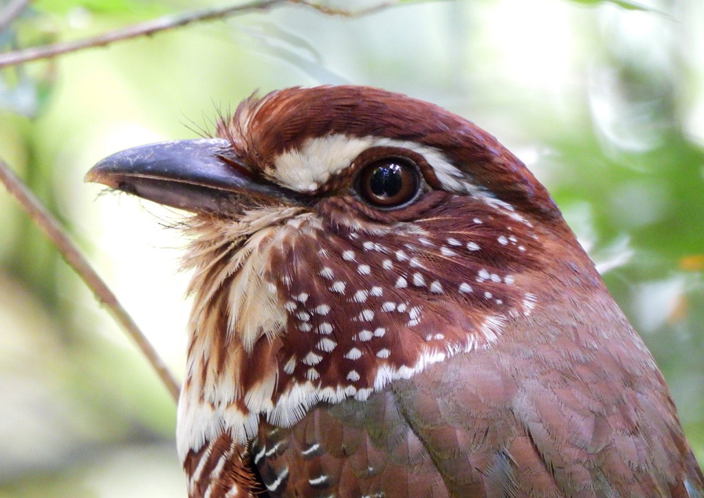 Short-legged Ground-Roller - ML647065474