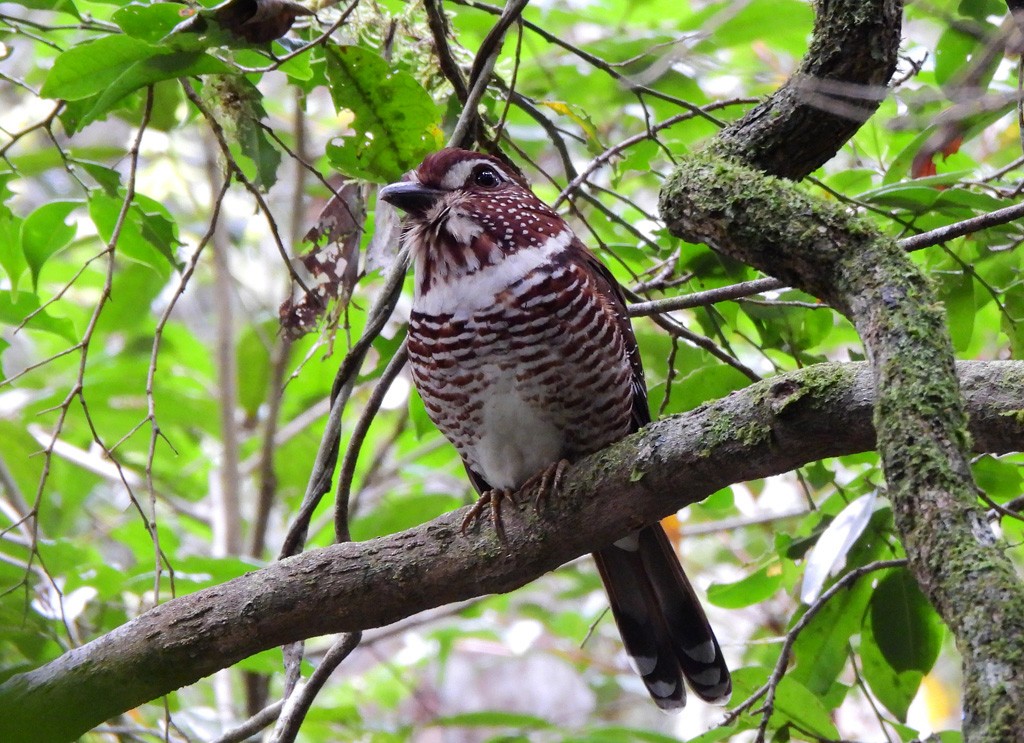 Short-legged Ground-Roller - ML647065475