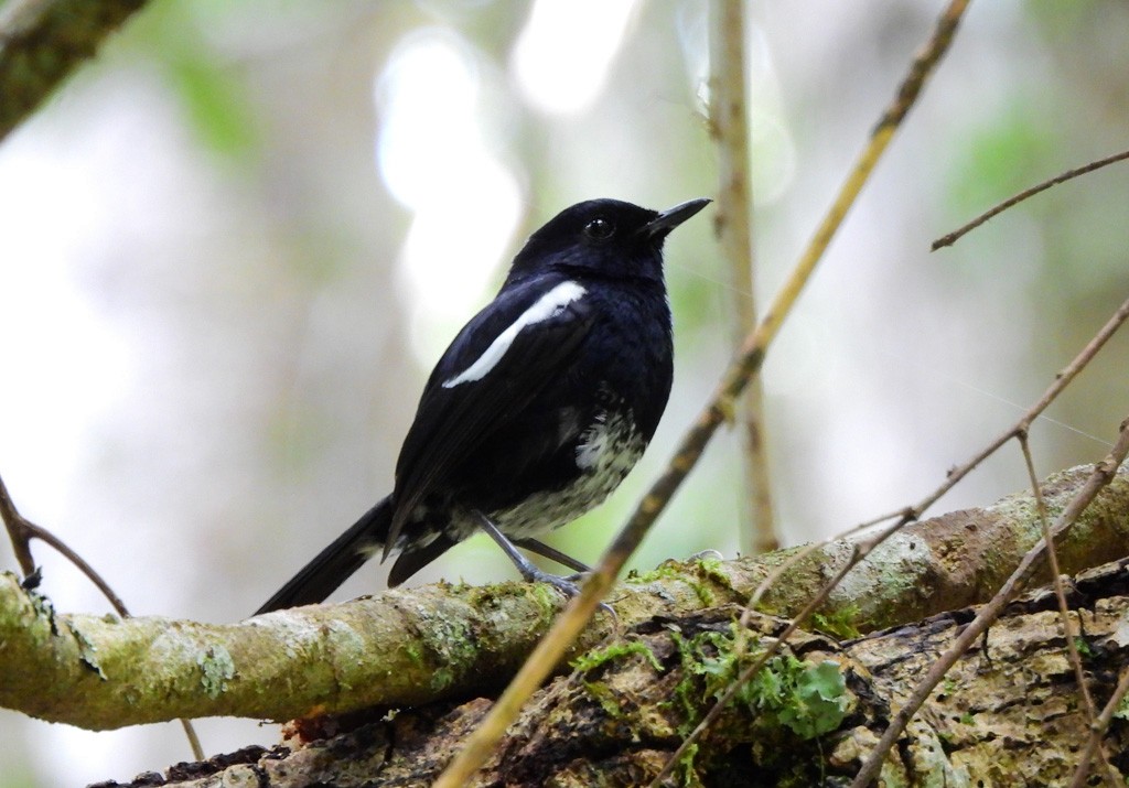 Madagascar Magpie-Robin - ML647065476