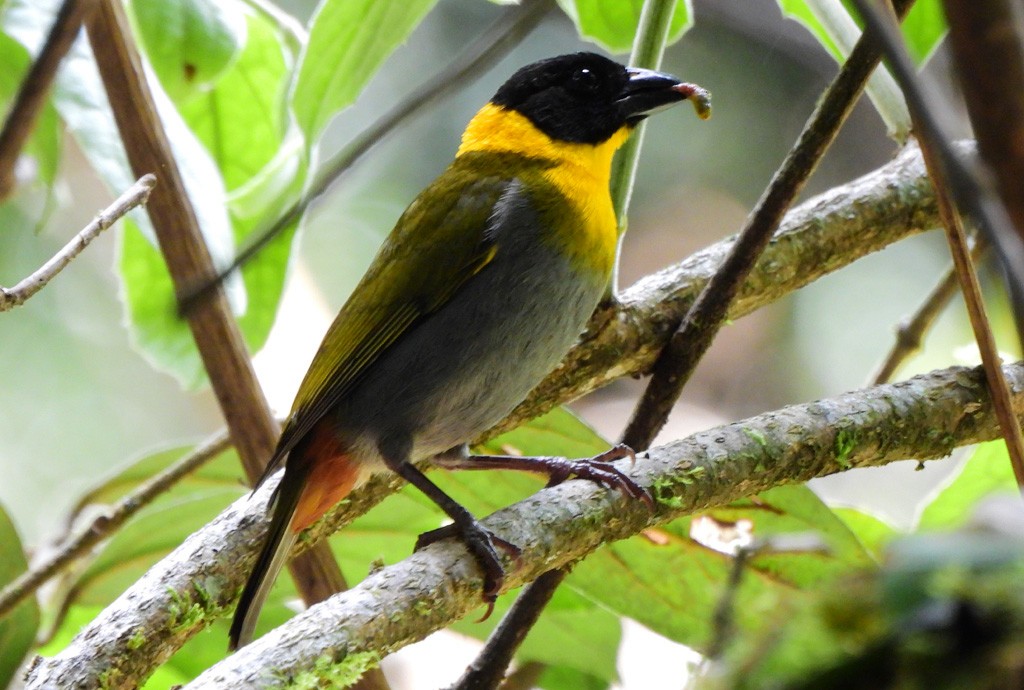 Nelicourvi Weaver - ML647065477