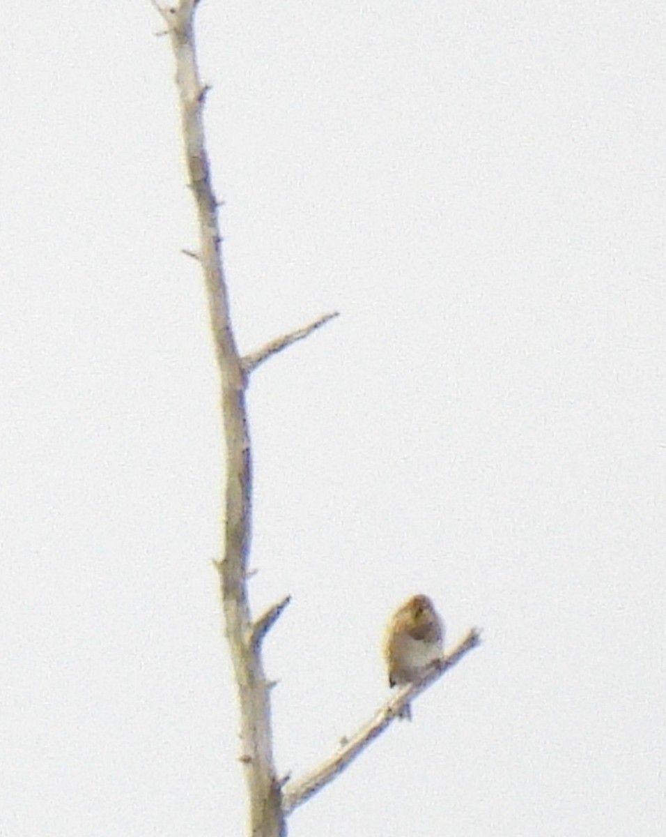 American Goldfinch - ML647065478