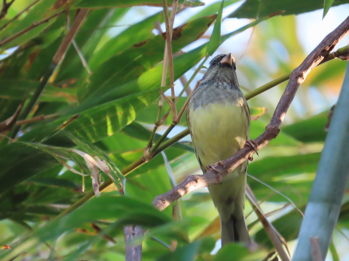 gråhodespurv - ML647065479