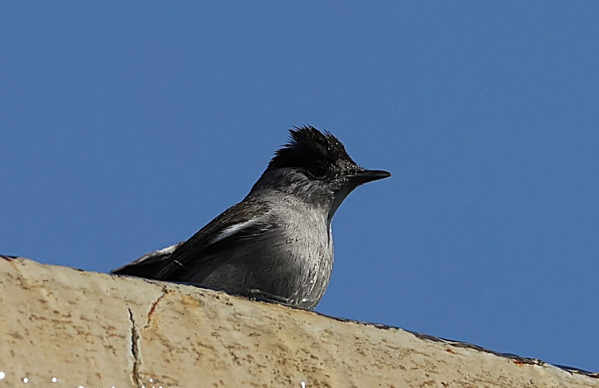Eurasian Blackcap - ML647065481