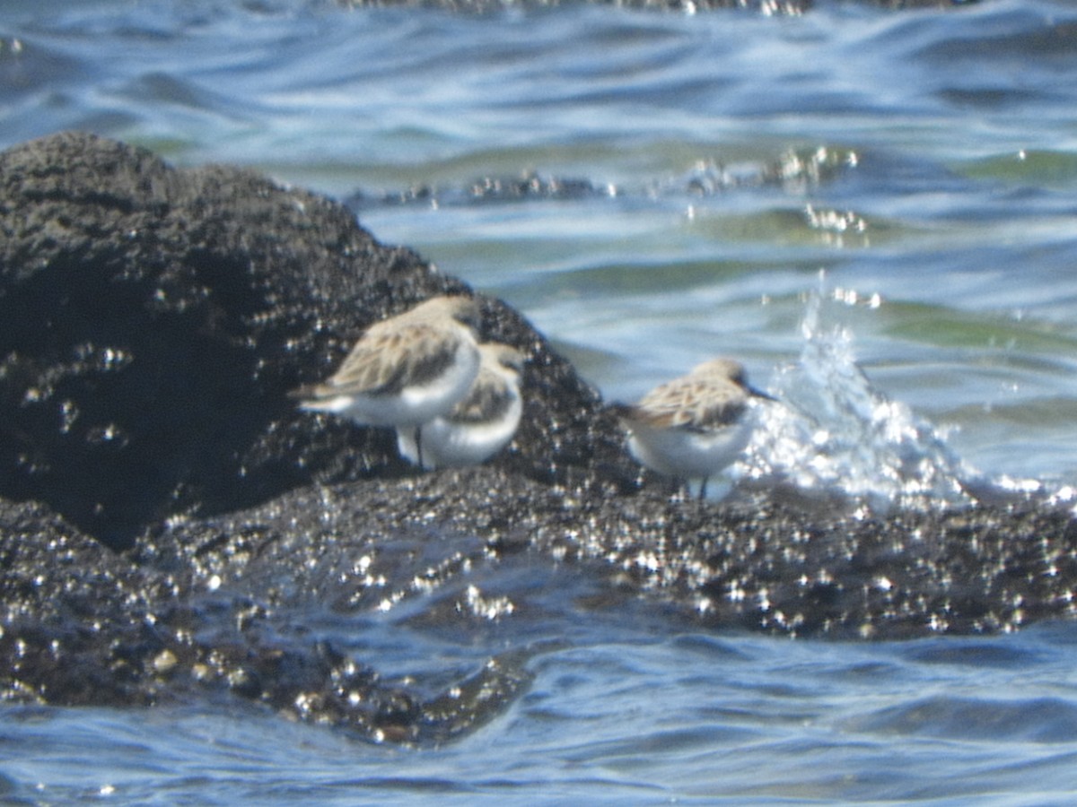 Bécasseau à col roux - ML647065482